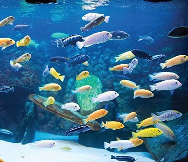 what fish can live with african ciclids