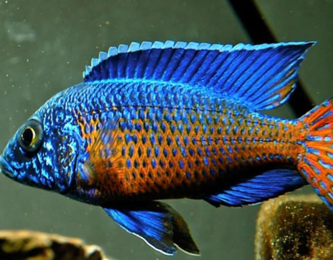 what fish can live with african ciclids