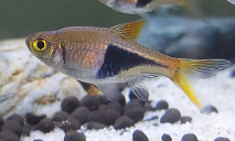 dither fish in aquarium