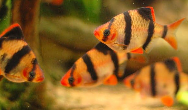 dither fish in aquarium