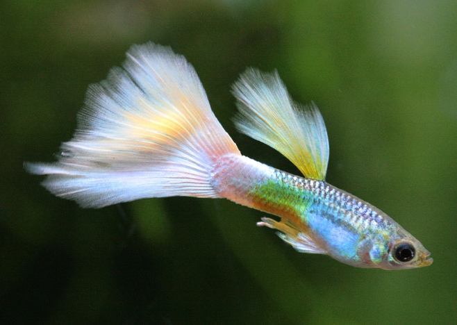 dither fish in aquarium