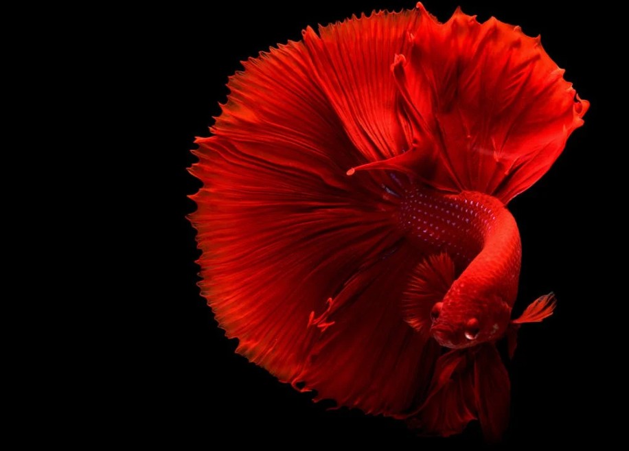 how long can betta fish go without food