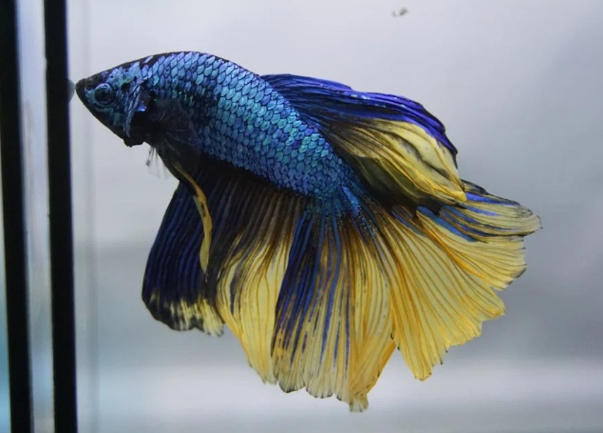 how long can betta fish go without food