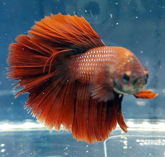 how long can betta fish go without food
