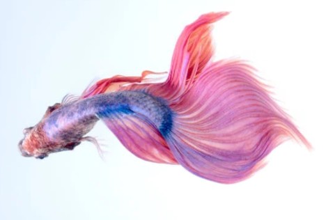 how long can betta fish go without food