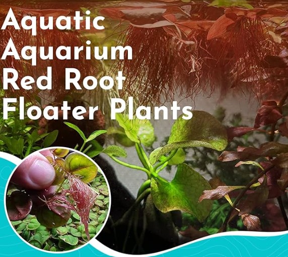 do aquarium plant roots need to be covered