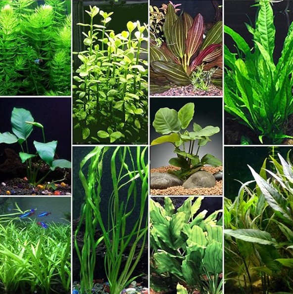 do aquarium plant roots need to be covered