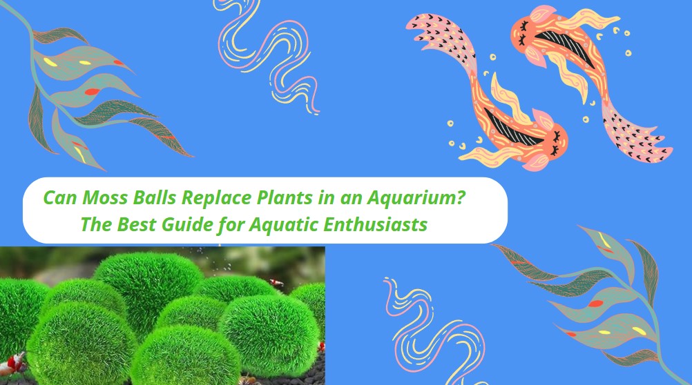 Read more about the article Can Moss Balls Replace Plants in an Aquarium? The Best Guide for Aquatic Enthusiasts