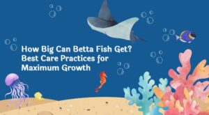 Read more about the article How Big Can Betta Fish Get? Best Care Practices for Maximum Growth