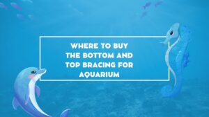 Read more about the article Where to Buy the Bottom and Top Bracing for Aquarium: A Comprehensive Guide