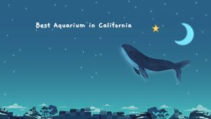 Read more about the article 11 Best Aquarium in California: A Guide to Top Exhibits and Experiences