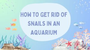Read more about the article How to Get Rid of Snails in an Aquarium: Effective Tips for a Healthy Tank