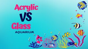 Read more about the article Acrylic vs Glass Aquarium: Comparing Durability, Clarity, and Maintenance
