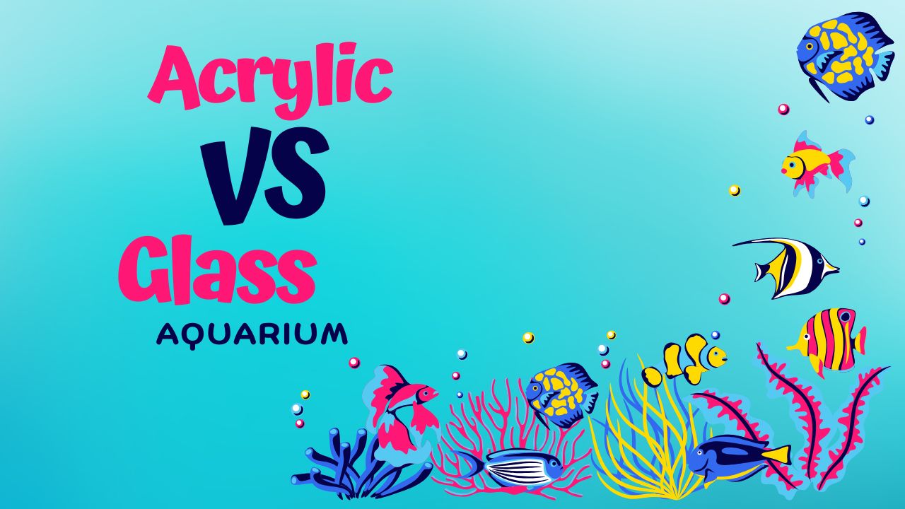 Read more about the article Acrylic vs Glass Aquarium: Comparing Durability, Clarity, and Maintenance