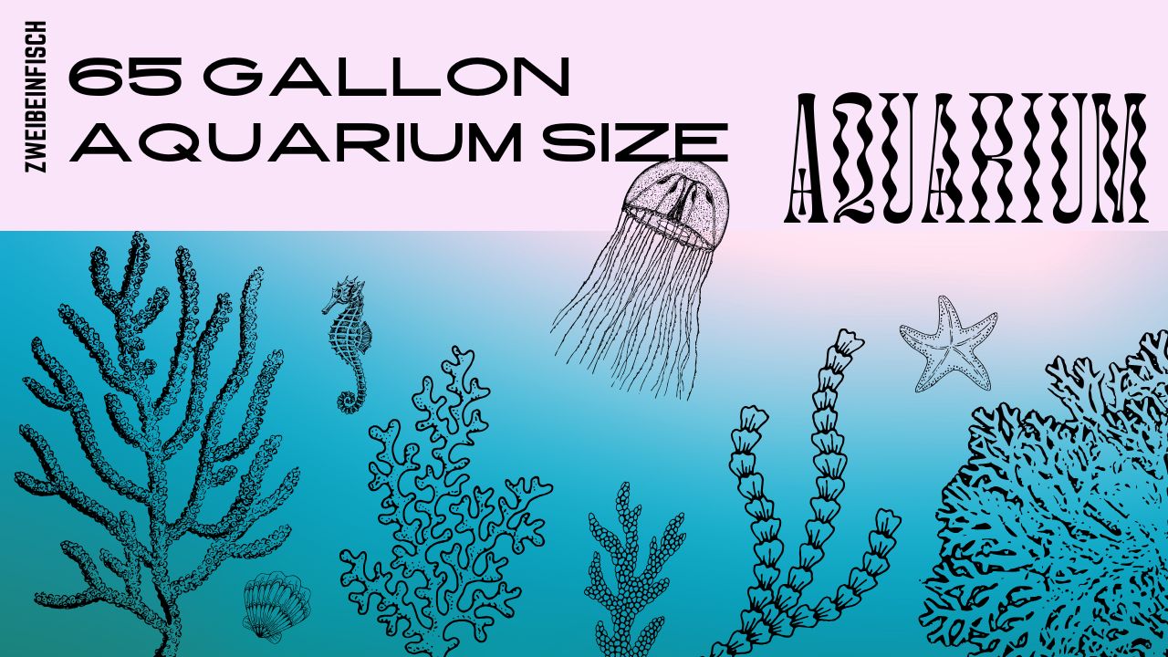 Read more about the article 65 Gallon Aquarium Size: Ideal Dimensions and Setup Tips
