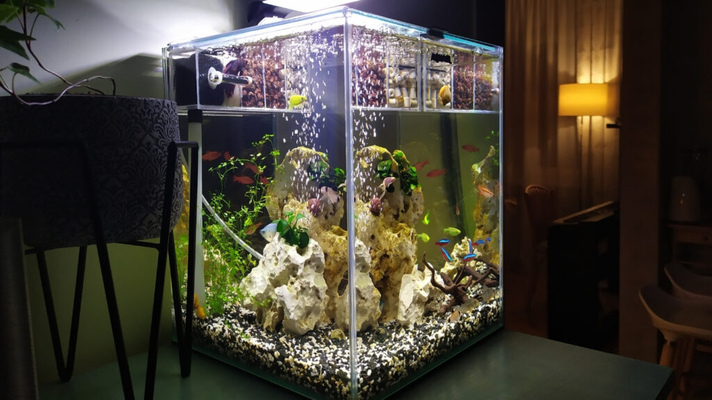 how to choose your first aquarium
