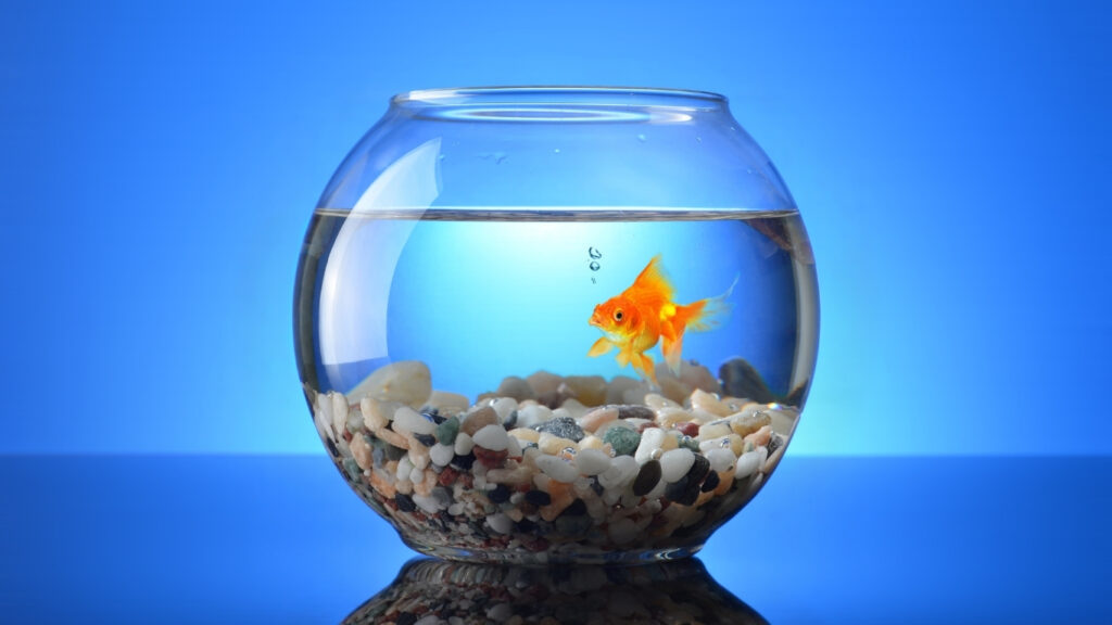 how to choose your first aquarium