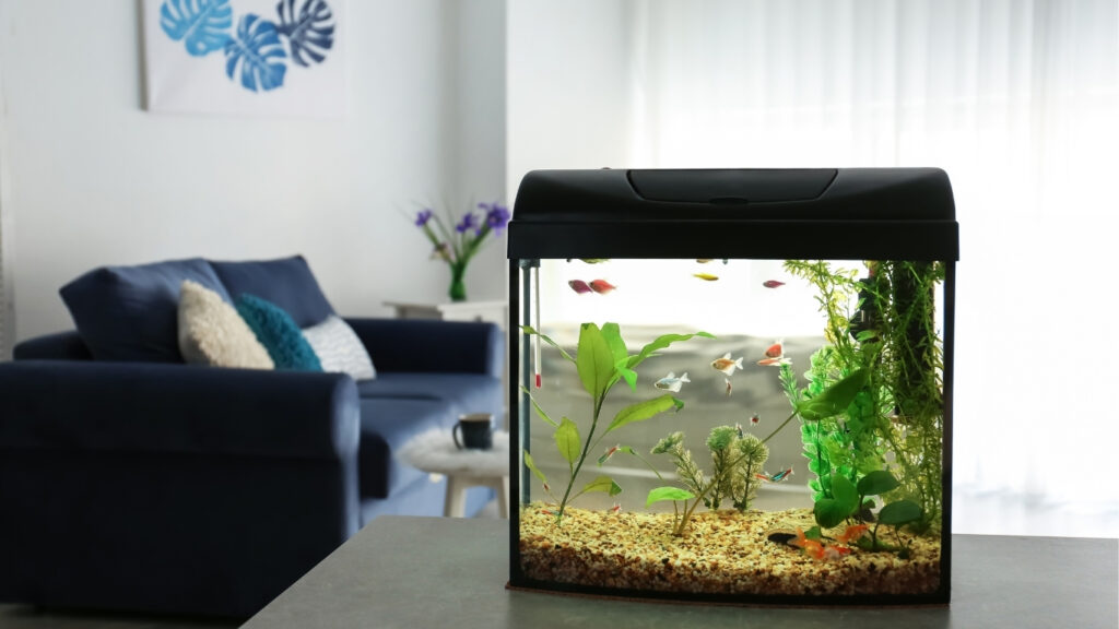 how to choose your first aquarium