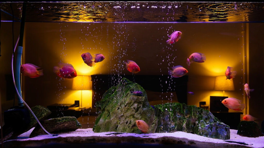 how to choose your first aquarium