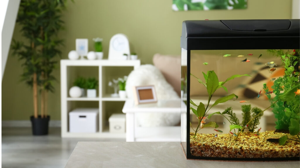 how to choose your first aquarium